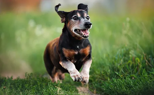 Zdjęcie Was kostet hund einschläfern und entsorgen? Wichtige Kostenfaktoren