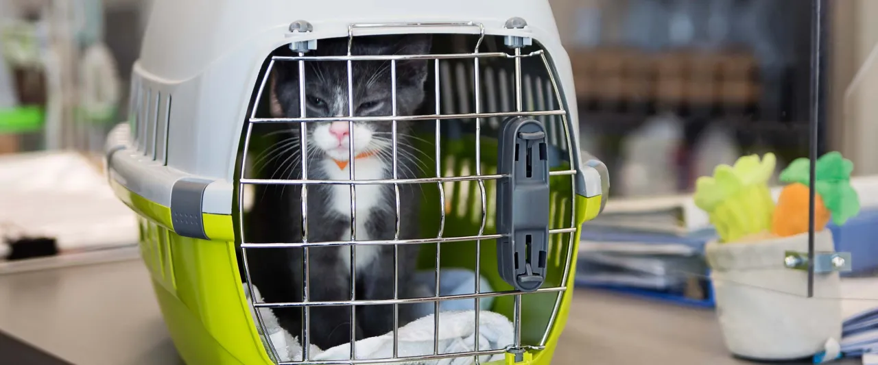 Zdjęcie Jak przewieźć kota do Niemiec bez stresu i zbędnych problemów