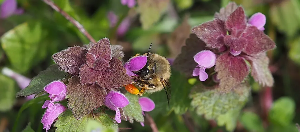 jasnota purpurowa dla pszczół