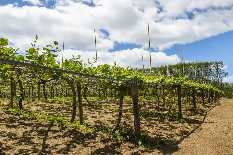 Plantacja kiwi w Nowej Zelandii