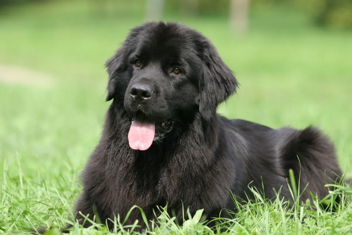 Nowofundland w czystym domu