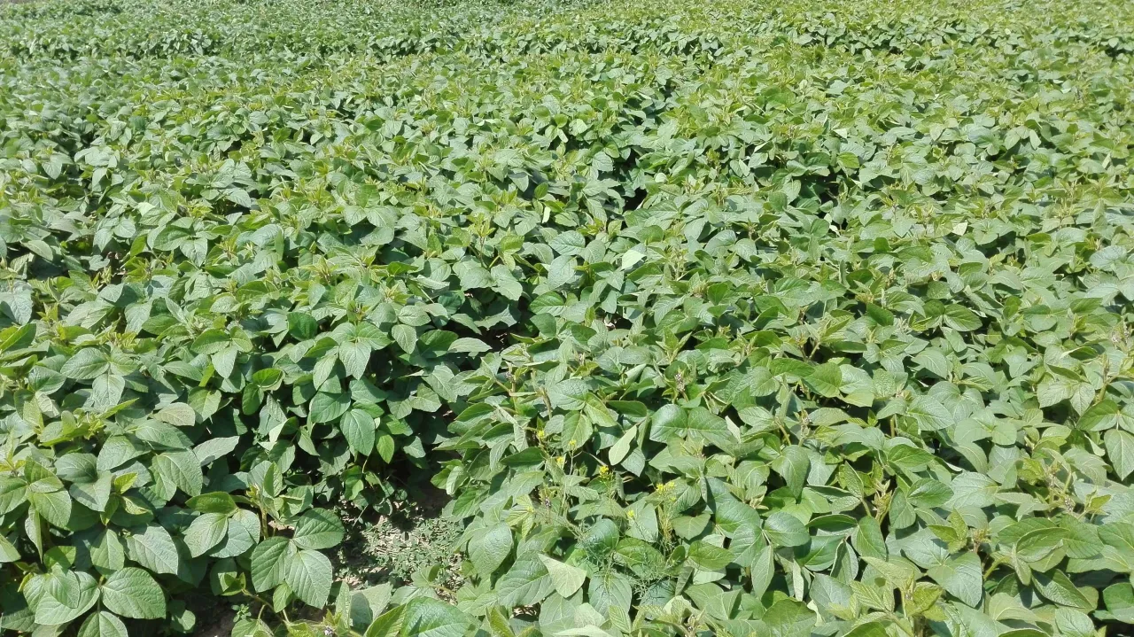 Optymalne warunki dla kwitnienia soi