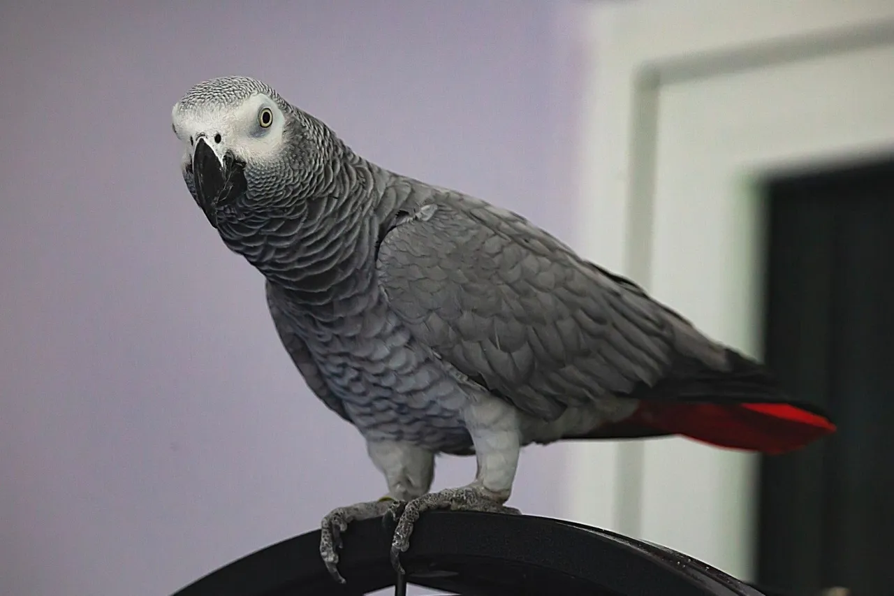 Papuga żako hałas w bloku