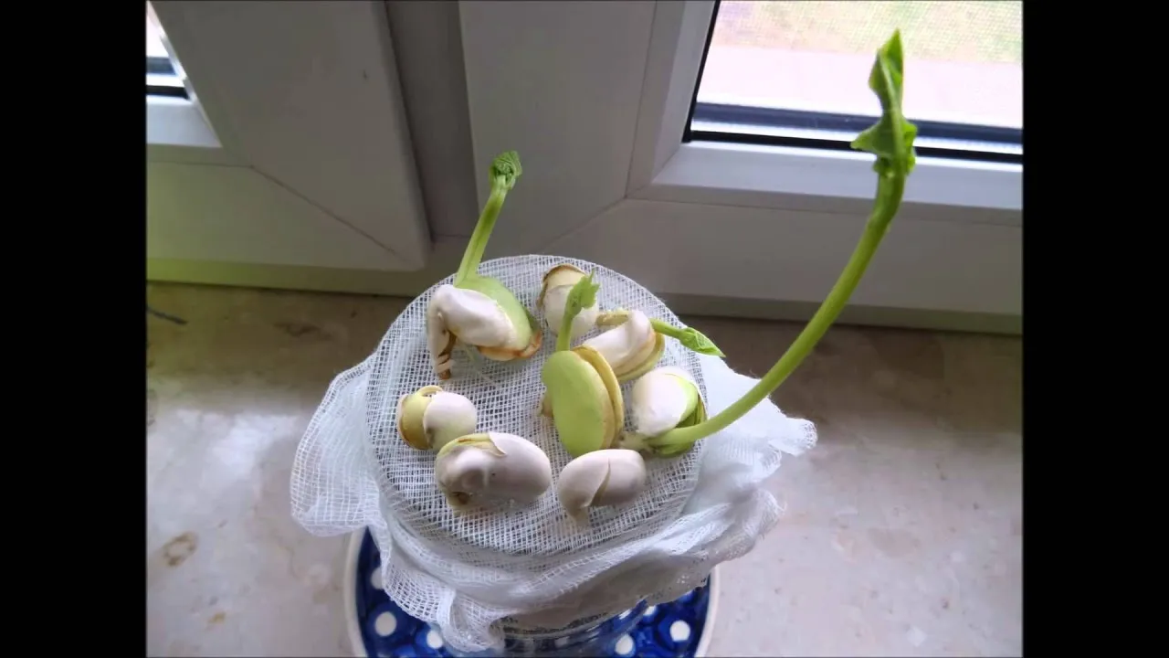 dziecko obserwujące kiełkującą fasolę w słoiku