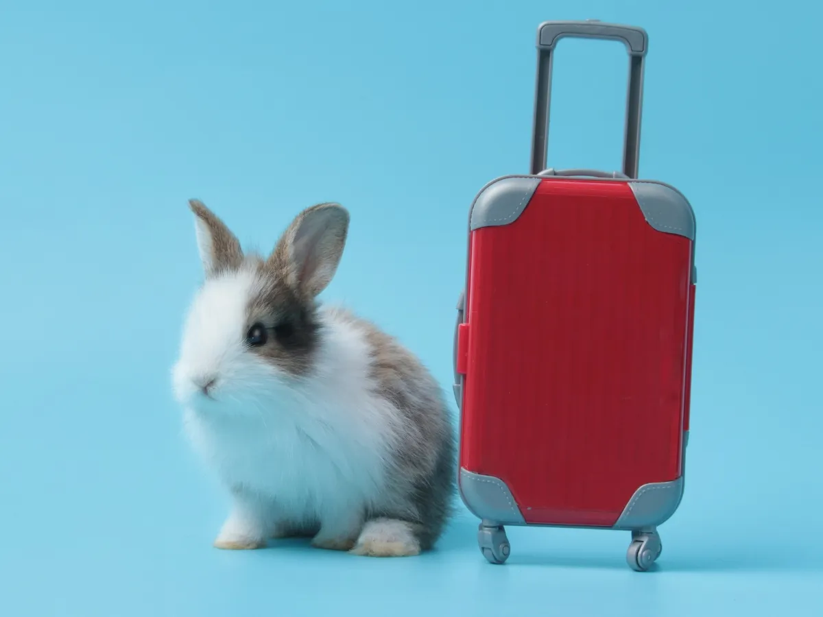 kr&oacute;lik w transporterze z sianem