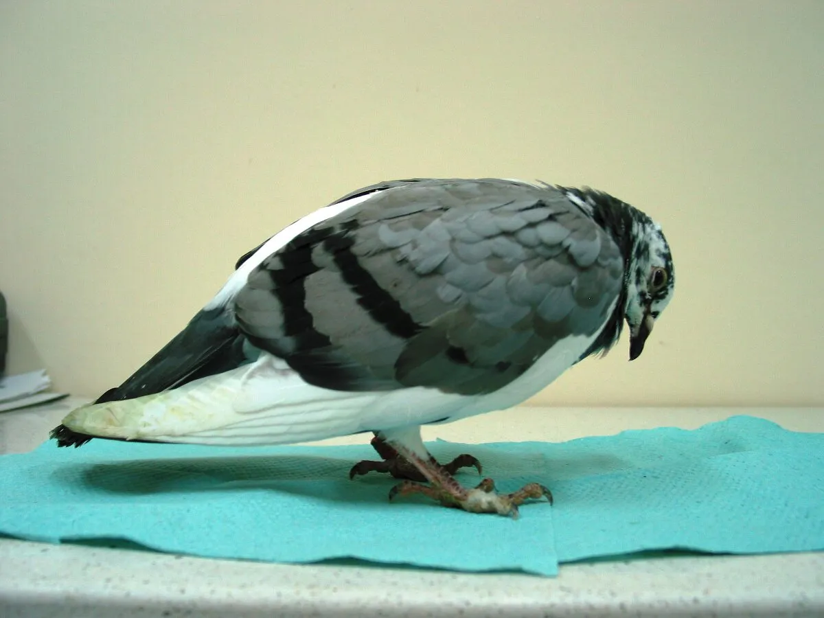 Chory gołąb objawy zarobaczenia