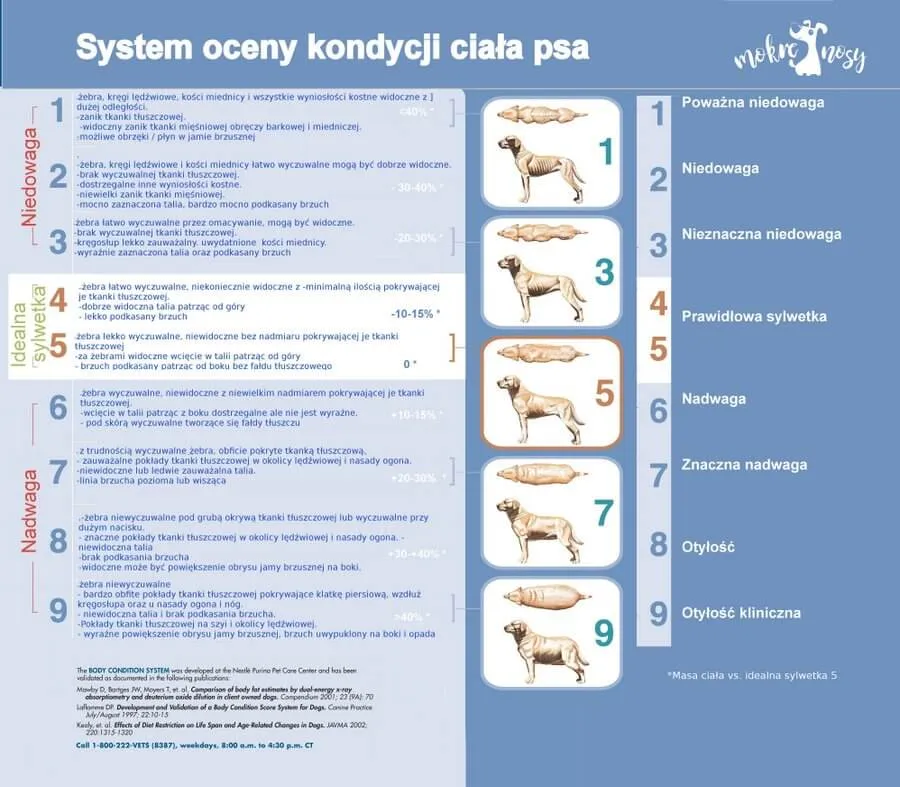 Ocena kondycji psa test sylwetki