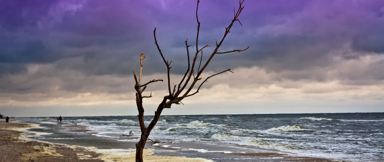 Suche po burzy nad Bałtykiem. Czy nad każdym morzem jest jod? Puste gałęzie drzewa na tle fioletowo-szarego nieba i wzburzonej wody.