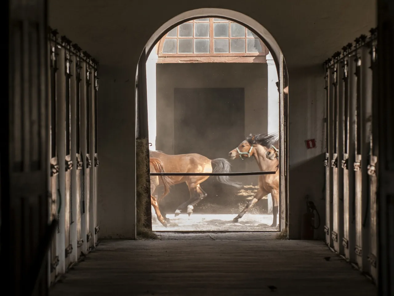 Stadnina Koni Janów Podlaski konie arabskie