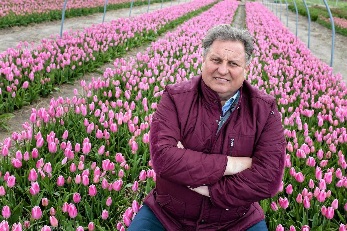 Mężczyzna w bordowej kurtce siedzi na polu różowych tulipanów. To idealny czas, kiedy jest sezon na tulipany.