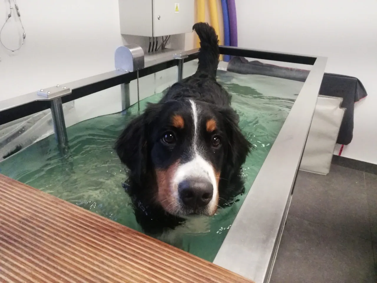 rehabilitacja psa hydroterapia