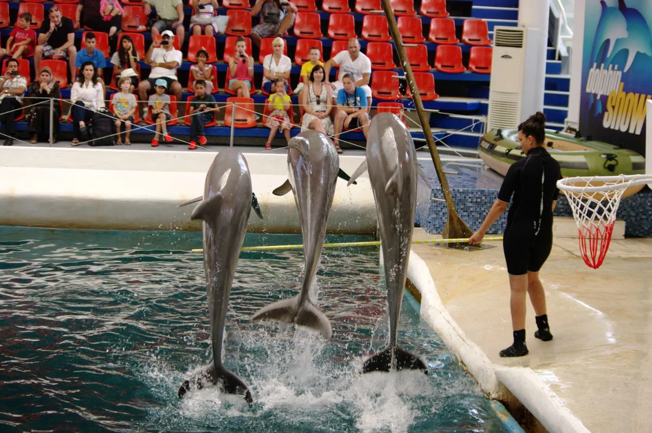 Delfinarium Festa Warna