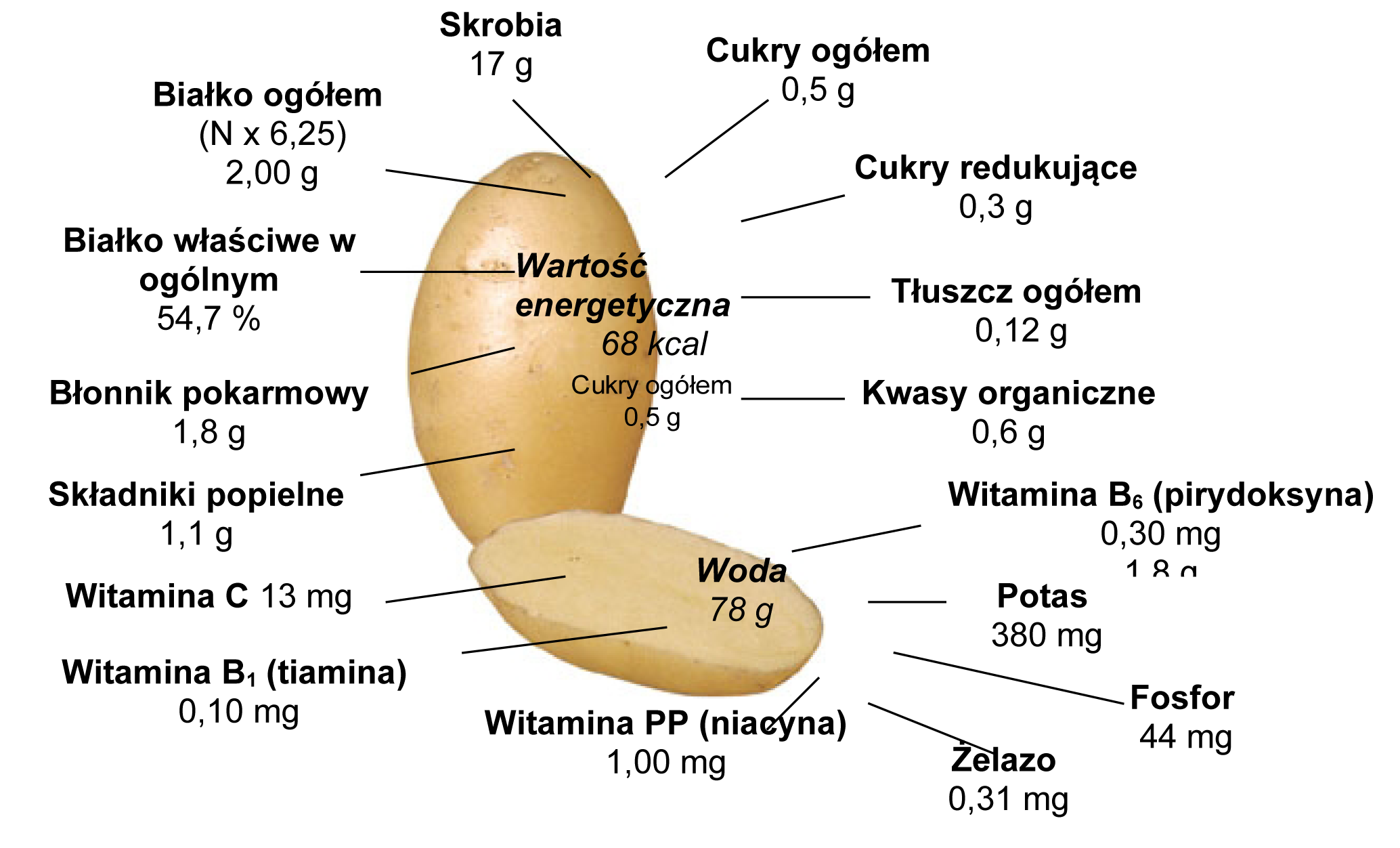 Schematyczny przekr&oacute;j bulwy ziemniaka z zaznaczonymi wartościami odżywczymi: skrobia, białko, błonnik, witaminy, minerały i kalorie.