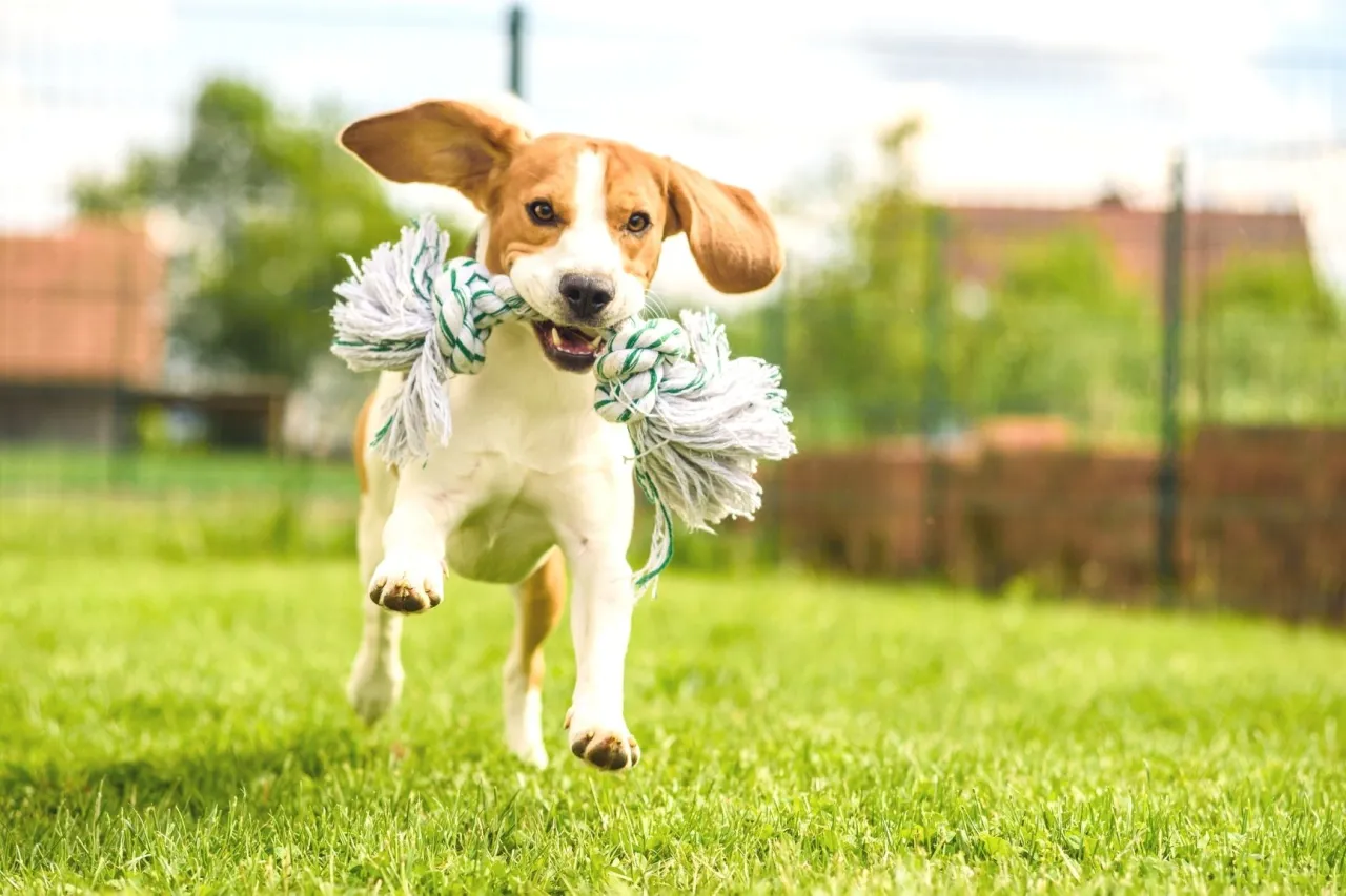 szczeniak bawiący się z innym psem na zielonej trawie