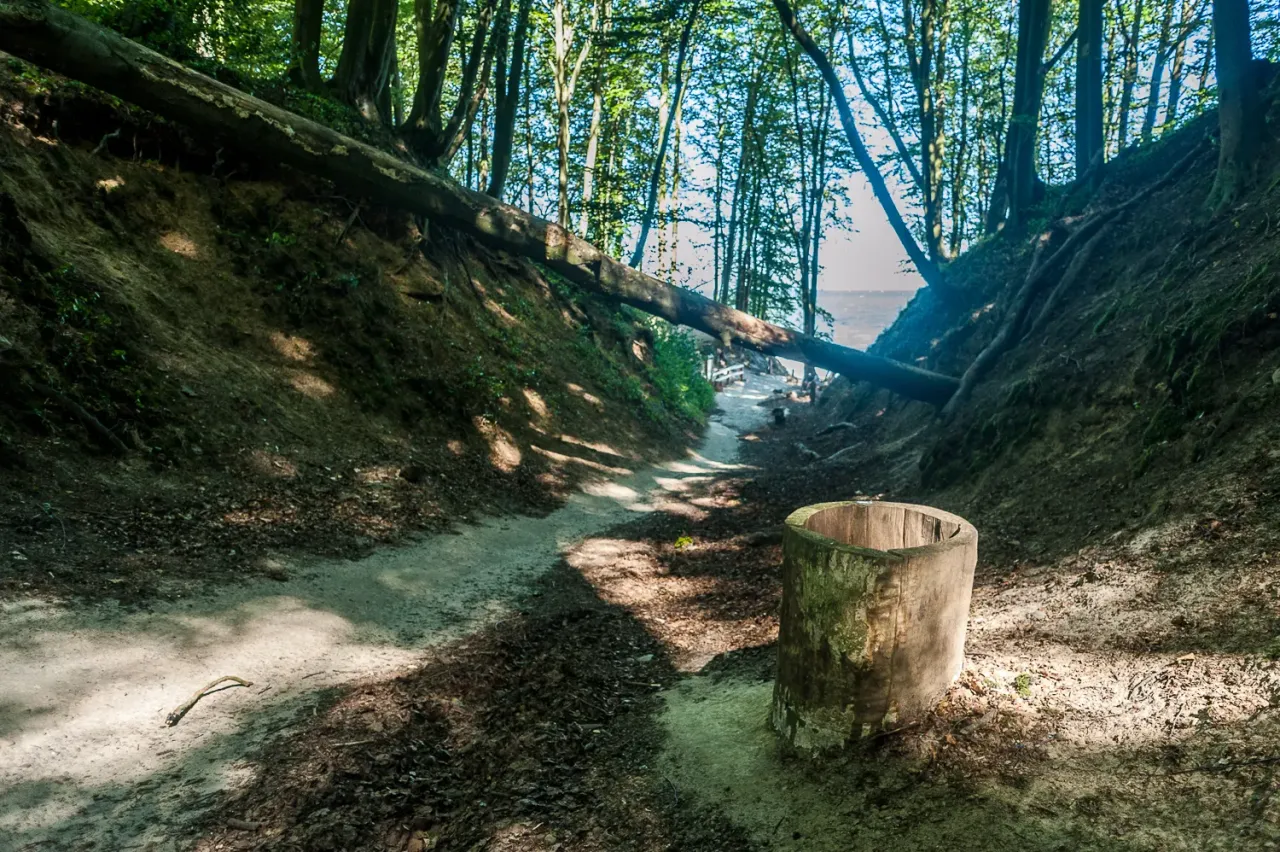 Ścieżka w lesie, przez powalone drzewo, prowadzi do morza. Rezerwat przyrody Kępa Redłowska.