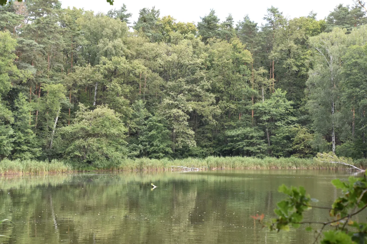 Zdjęcie Jezioro Babskie - idealne miejsce na relaks i przygodę w naturze