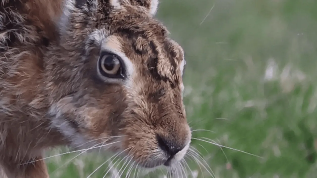 Zając szarak w naturalnym środowisku