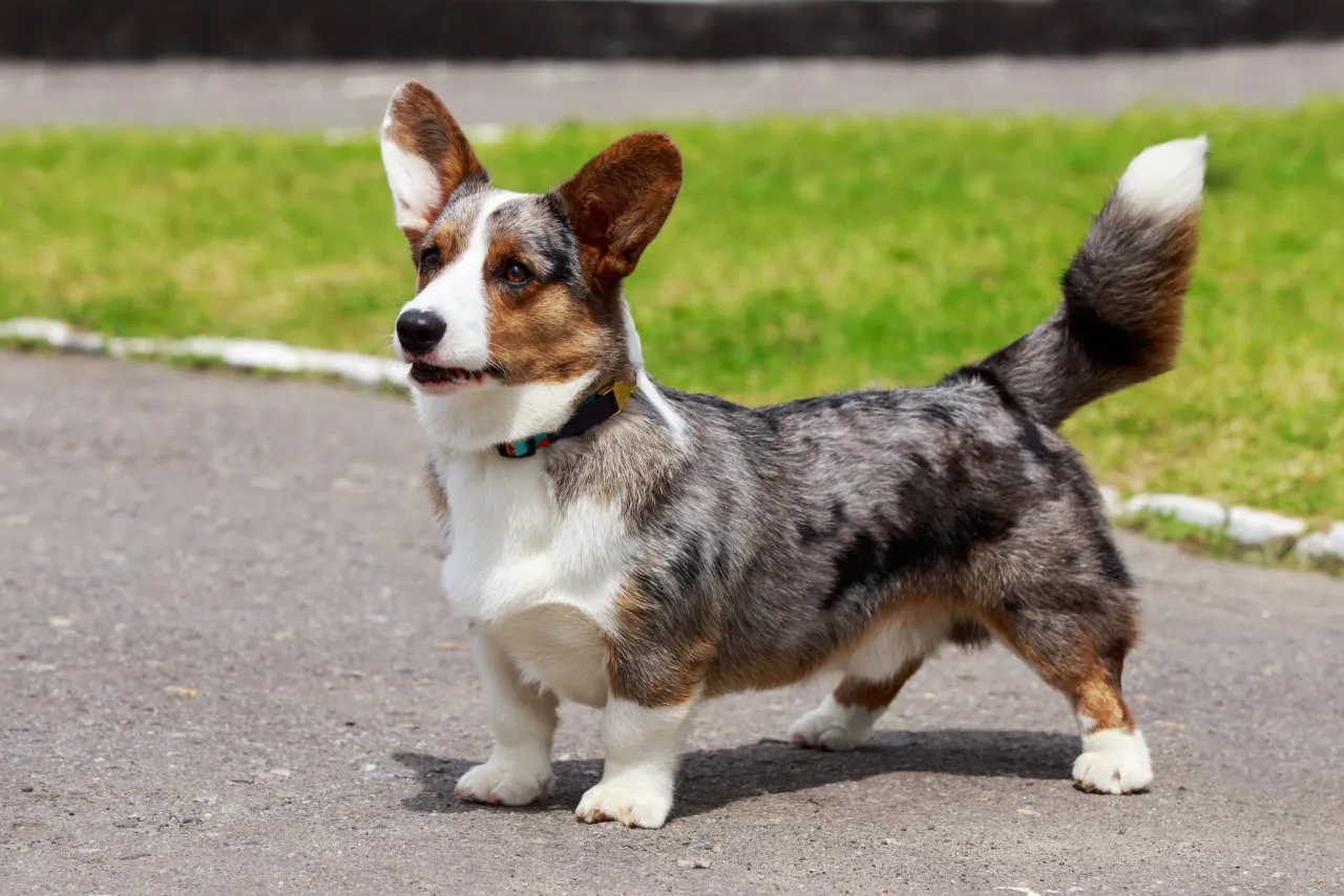 Welsh Corgi Cardigan z ogonem lisim