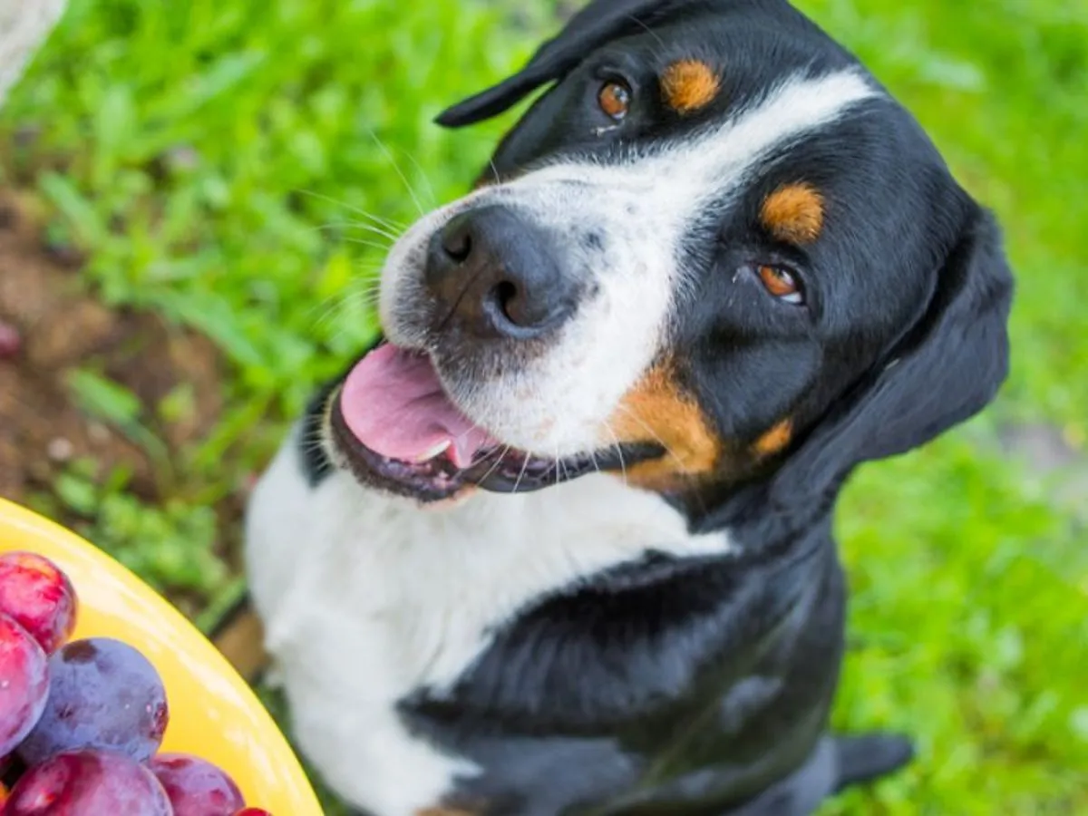 Uśmiechnięty pies patrzy na talerz ze śliwkami, zastanawiając się, czy pies może jeść suszone śliwki.