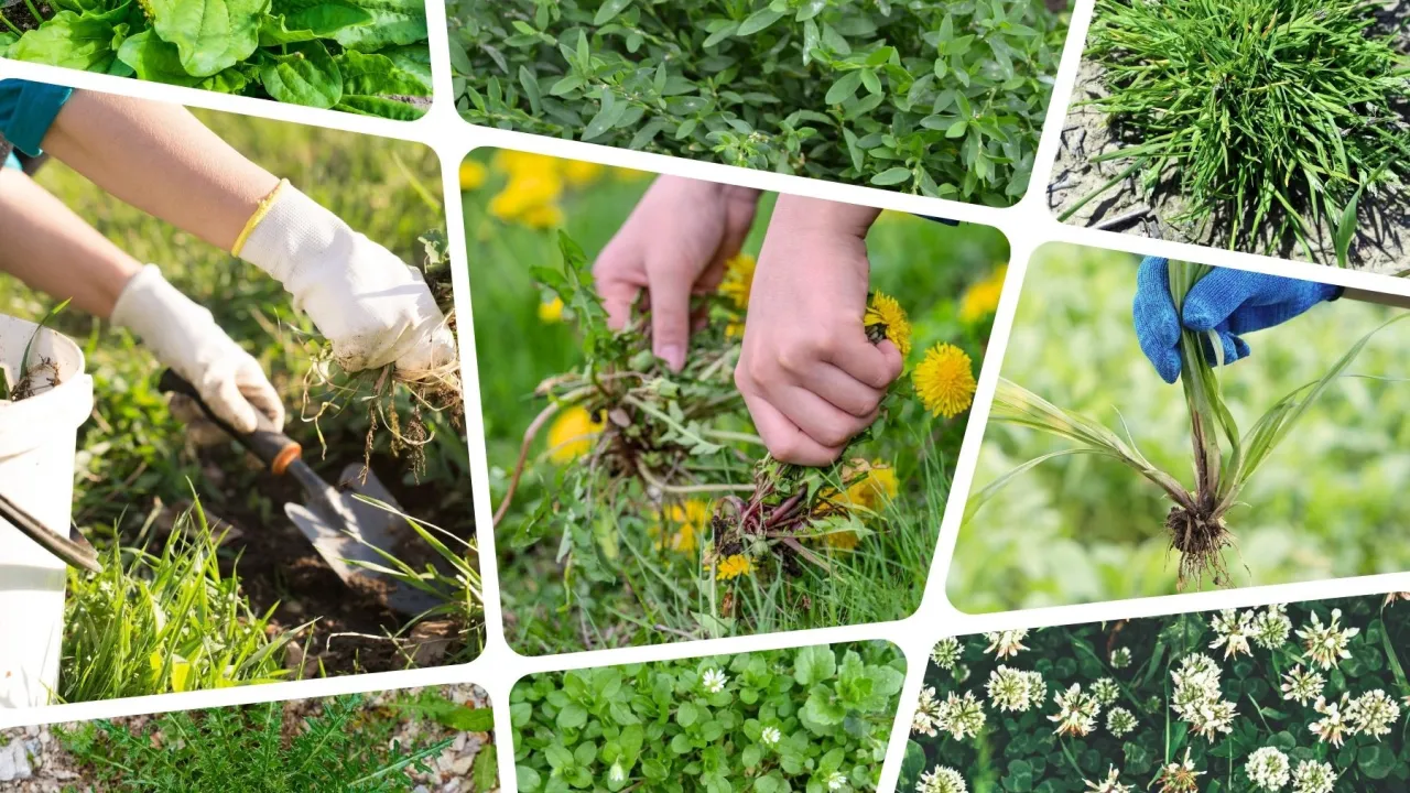 Atlas chwastów polnych i ogrodowych