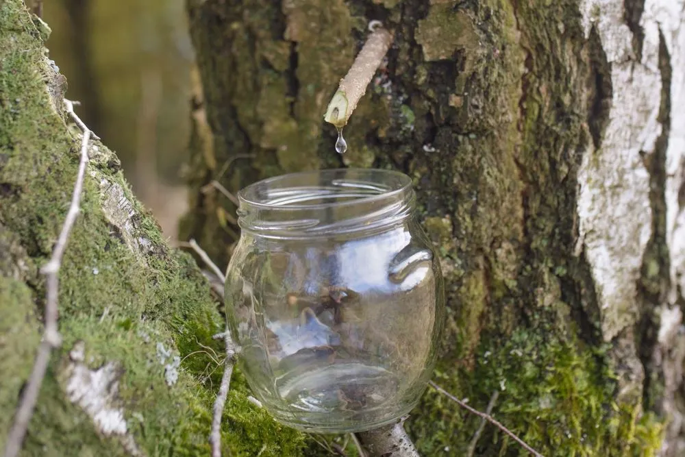 szklanka soku z brzozy na tle lasu