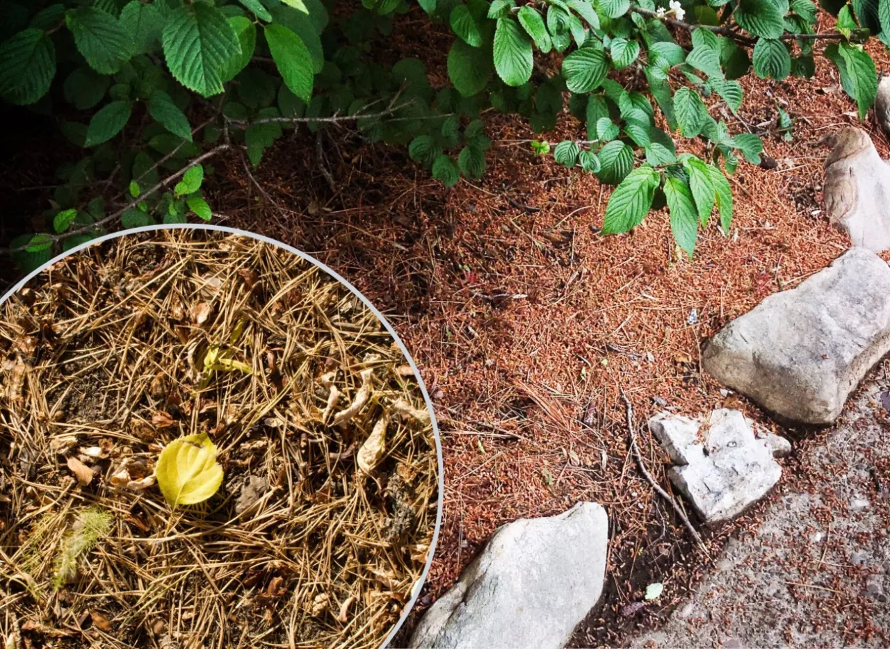 kompostowanie igliwia w ogrodzie