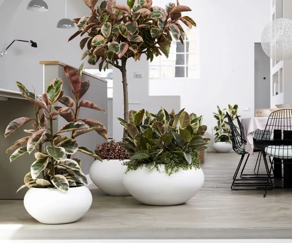 Duże rośliny doniczkowe w rogu salonu