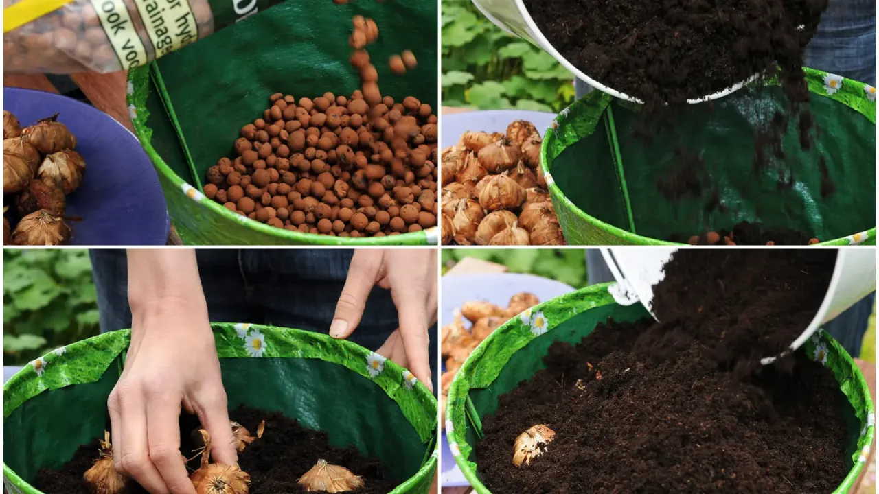 sadzenie mieczyków krok po kroku infografika