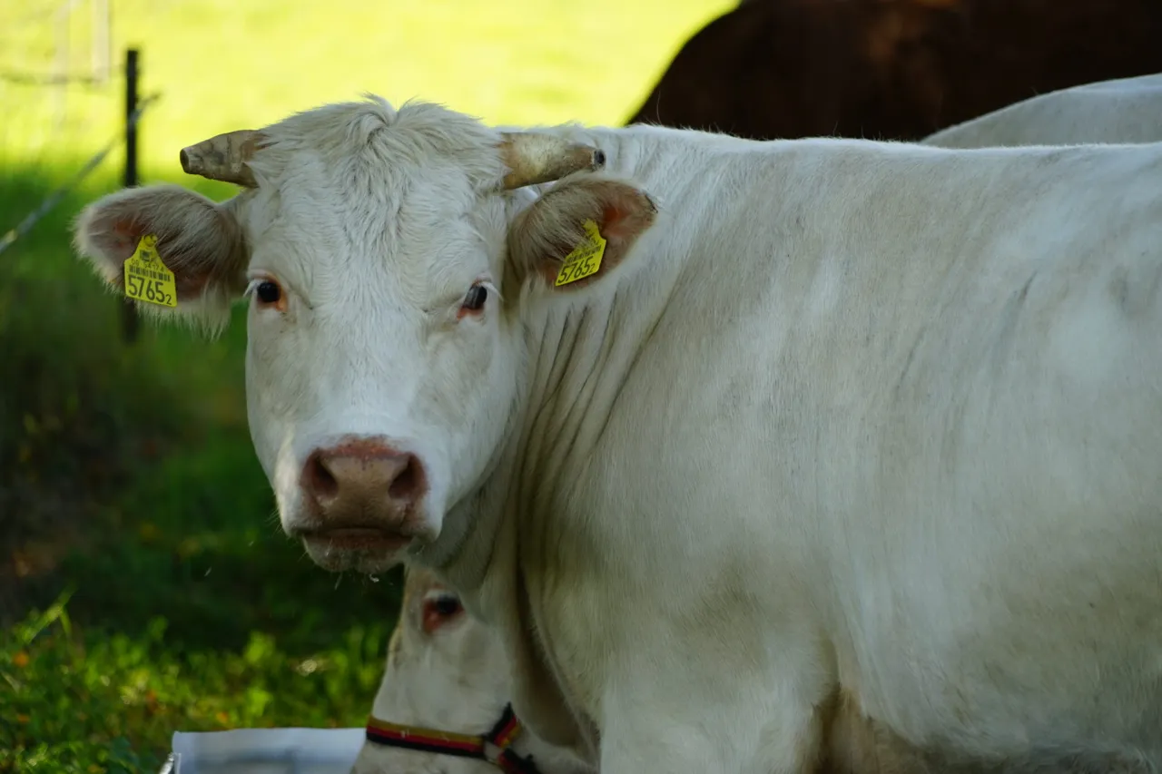 Bydło szarolez z żółtymi kolczykami pasie się na zielonej łące.