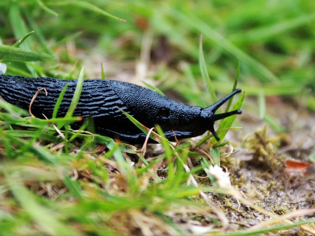 Zintegrowana ochrona ogrodu przed ślimakami