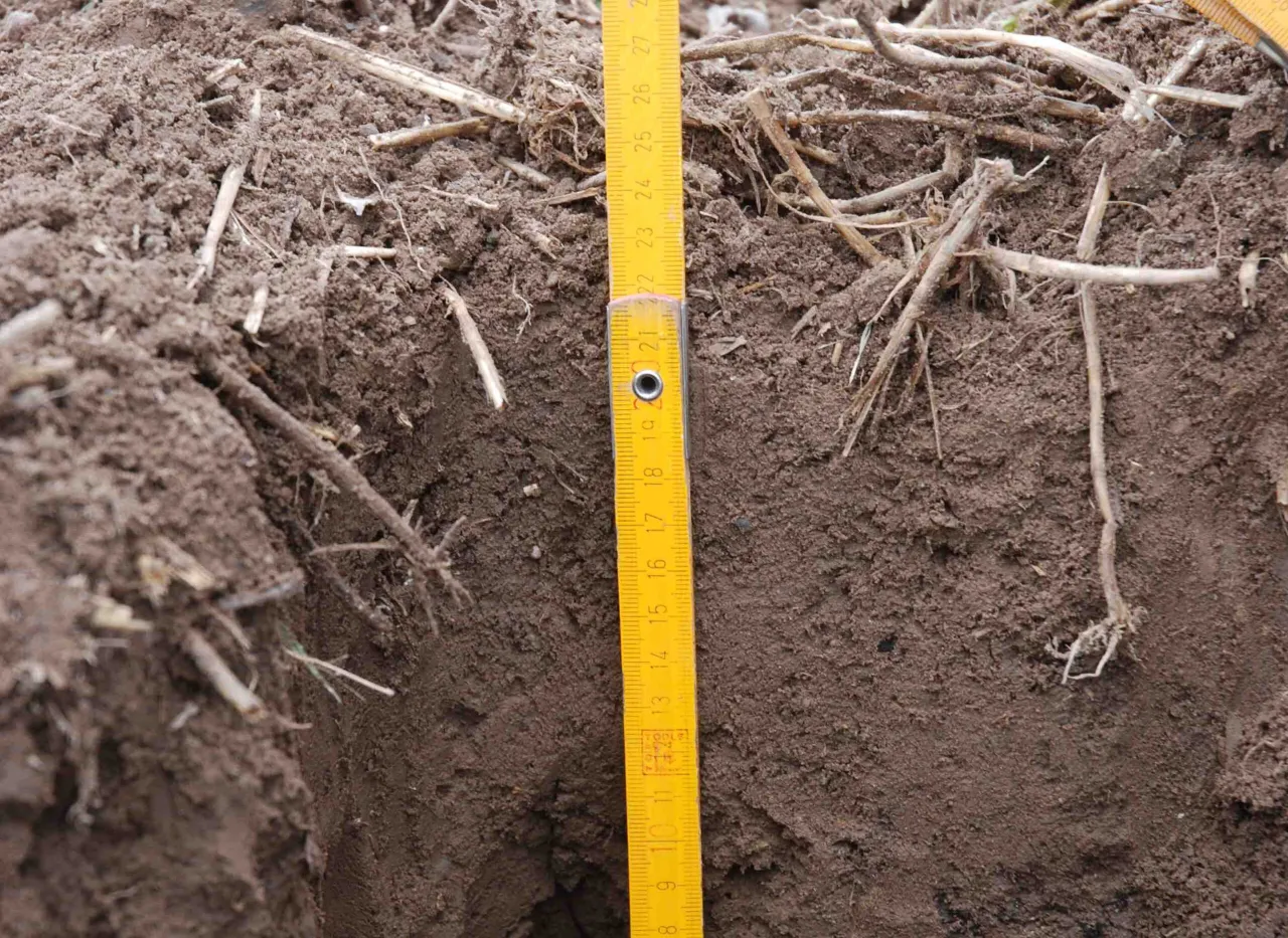 próchnica w glebie piaszczystej