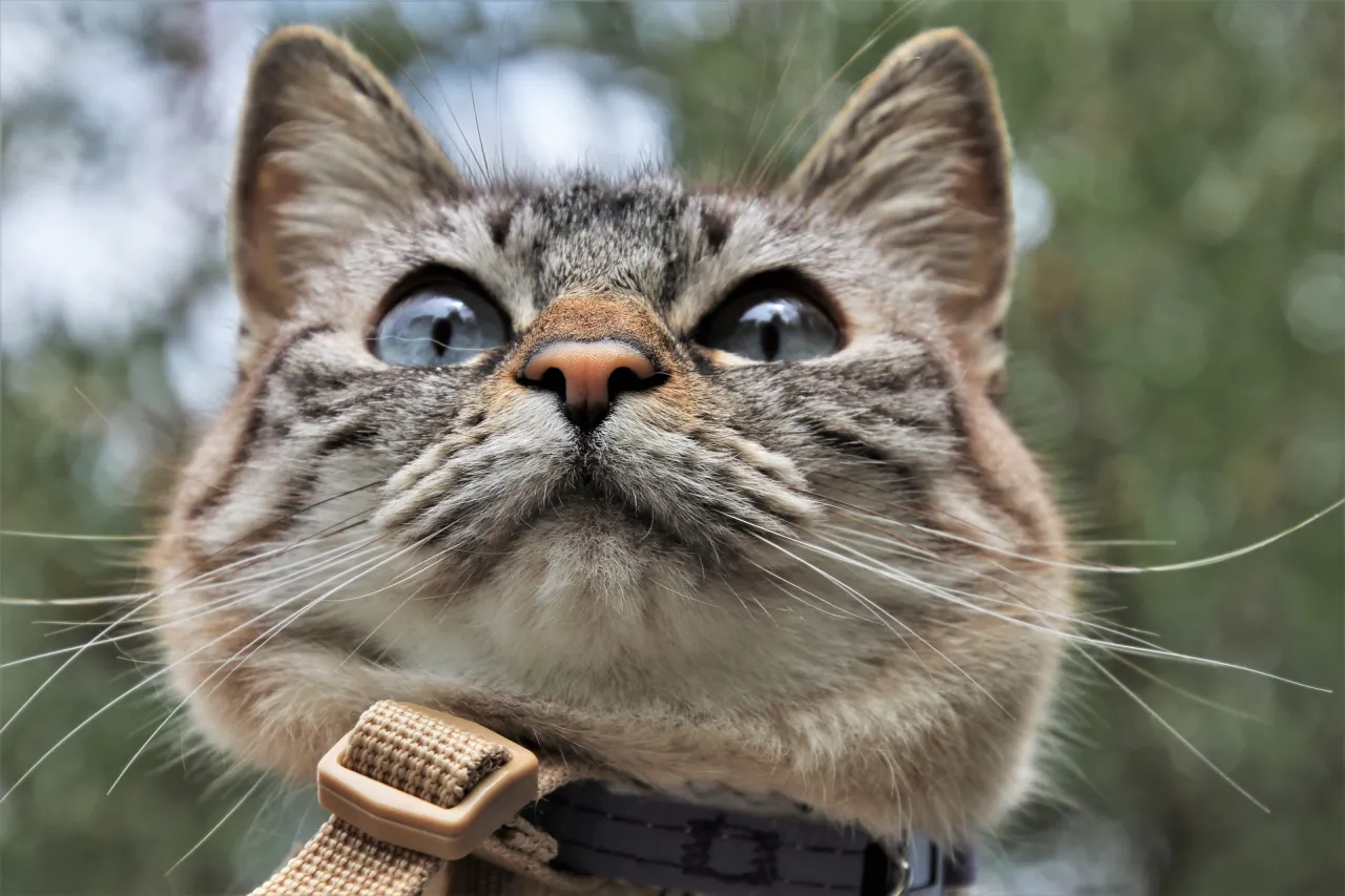 uspokojenie kotki w rui