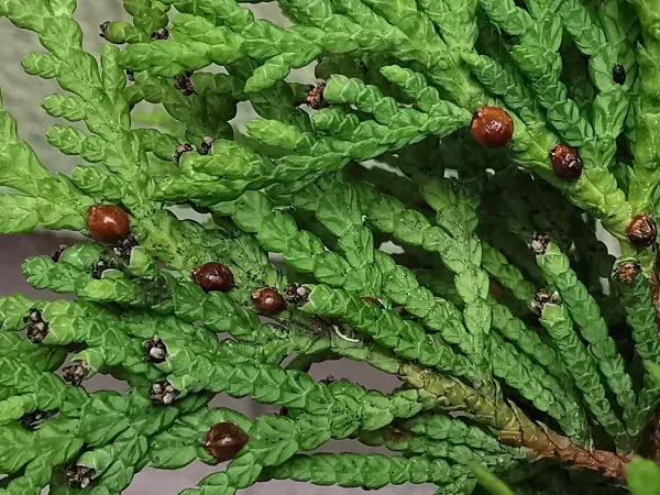 miodownica cyprysikowa na tui