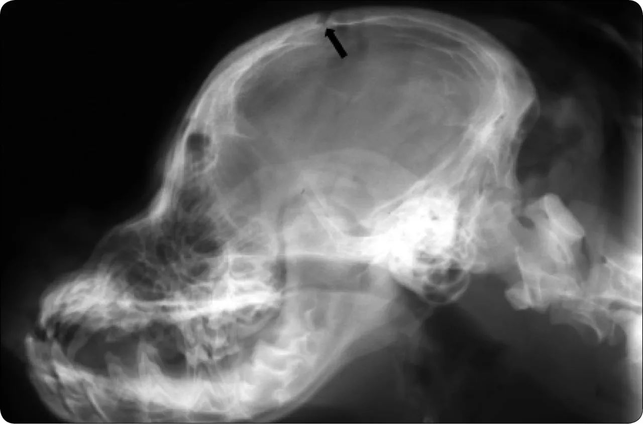 Pies u weterynarza po urazie głowy