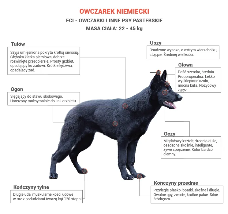 owczarek niemiecki prawidłowa sylwetka test żeber talia