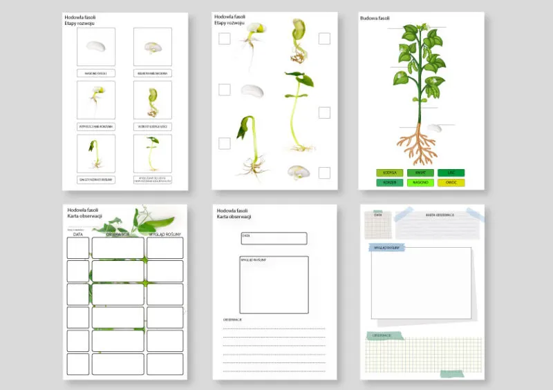 materiały do eksperymentu z fasolą
