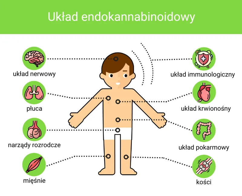 Układ endokannabinoidowy schemat