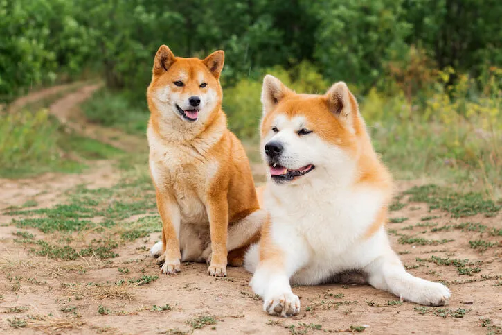 Koszty utrzymania psa Akita Inu vs Shiba Inu