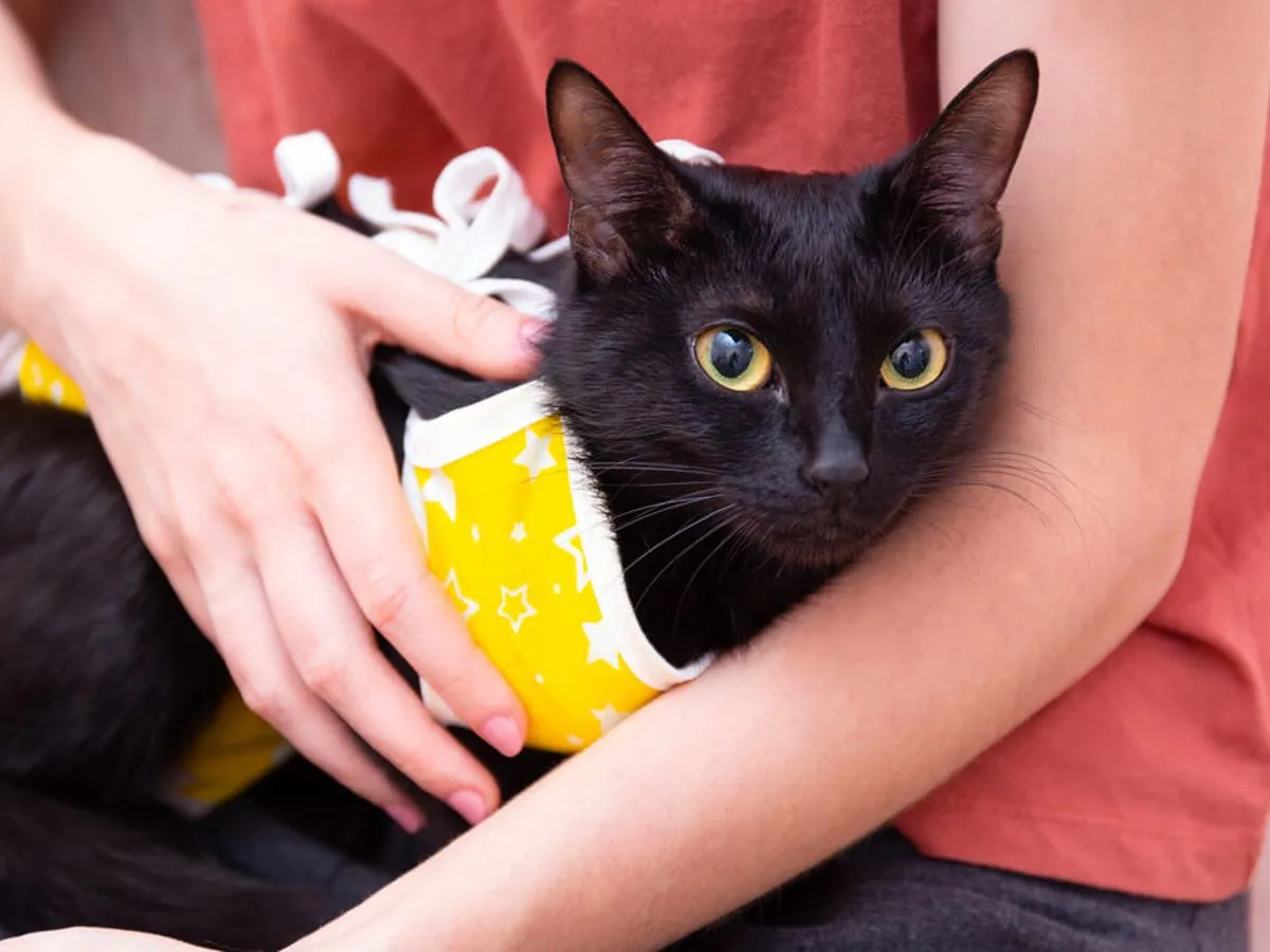 młoda kotka, weterynarz bada kotkę