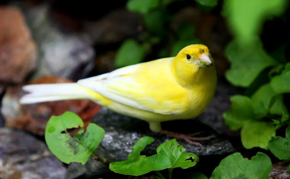 zdrowa dieta kanarka