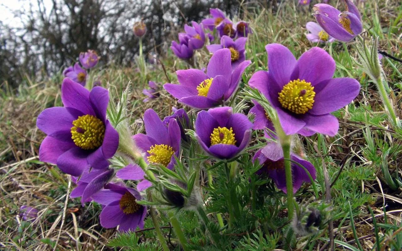 Sasanka w pełnym słońcu