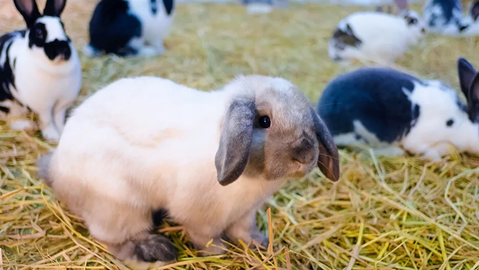 Ceny kr&oacute;lik&oacute;w miniaturka sklep hodowla adopcja