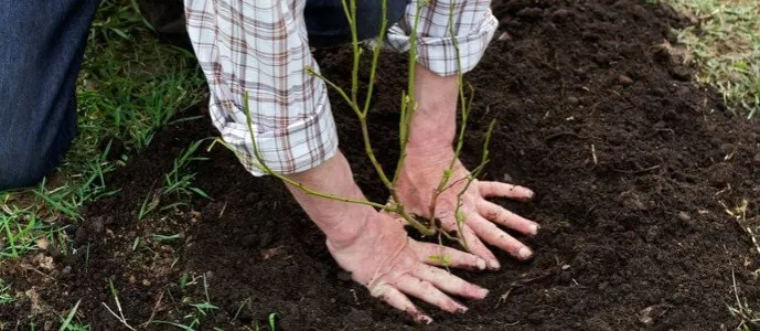 Zdjęcie Jak głęboko sadzić borówkę amerykańską, aby uniknąć błędów?