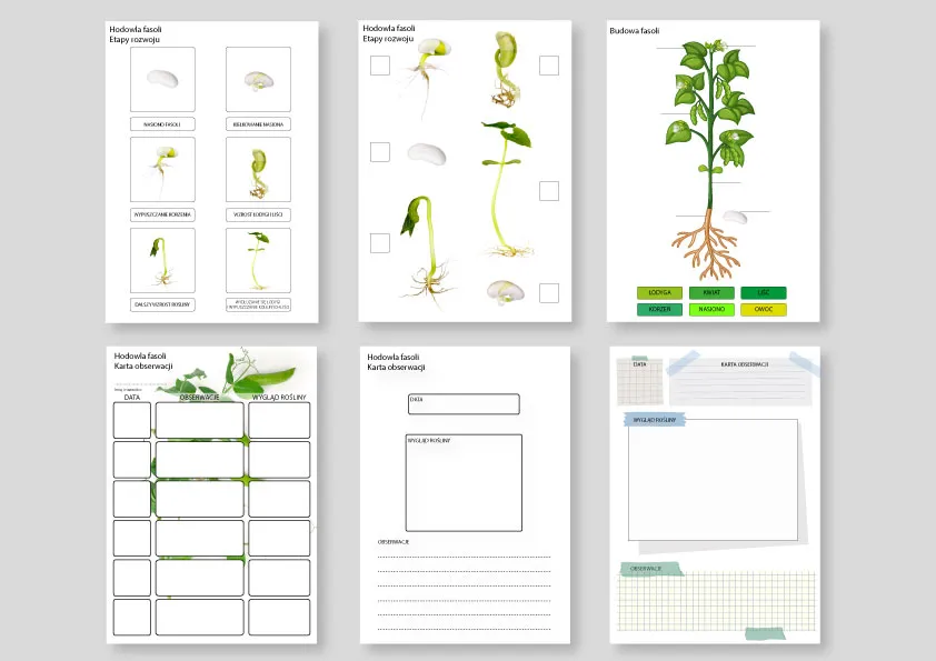 karta obserwacji fasoli do druku