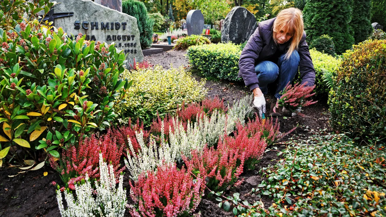 rośliny na cmentarz odporne na mróz i suszę