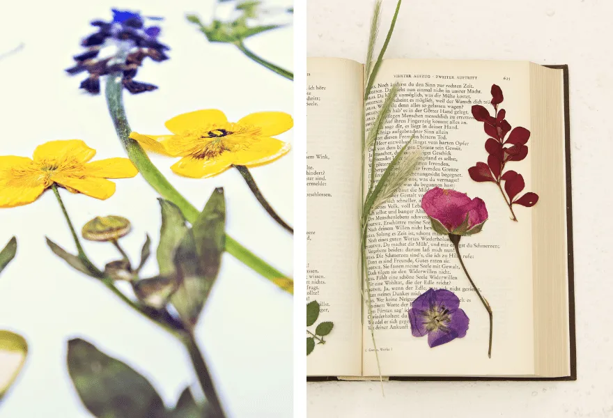 suszenie roślin w książce