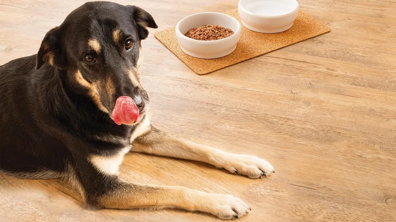 Właściciel podaje insulinę psu