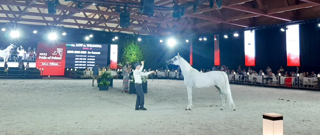 Aukcja Pride of Poland w Janowie Podlaskim