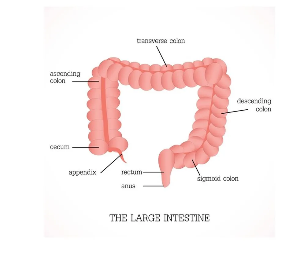 anatomia jelita grubego schemat