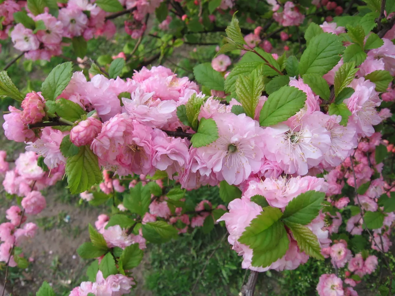 migdałek tr&oacute;jłapowy pielęgnacja